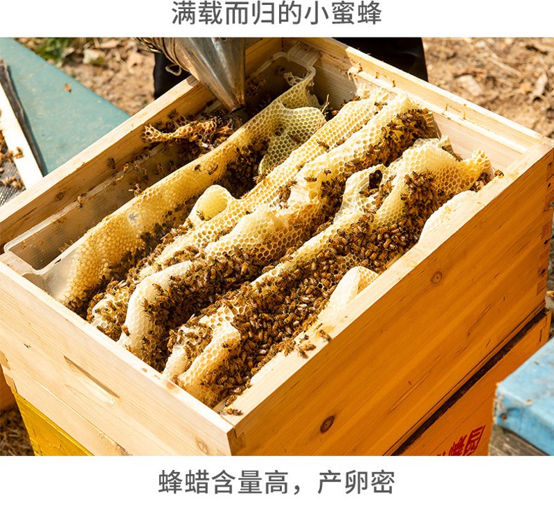探寻蜂蜜的秘密：从厂家直供到餐桌